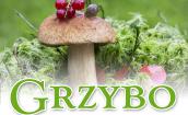Grzybobranie 2018 na Polanie Jakuszyckiej