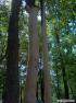 „Ogolili” drzewa w Parku Zdrojowym