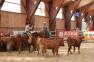 Western i rodeo czyli... kowboje pod Śnieżką
