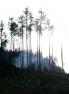 Pożar lasu - 70 arów poszło z dymem