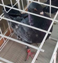 Targi gołębi we Wleniu odwołane z powodu ptasiej grypy