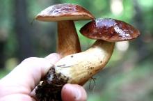 Grzybobranie w Jakuszycach