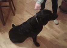 Kto weźmie labradora?