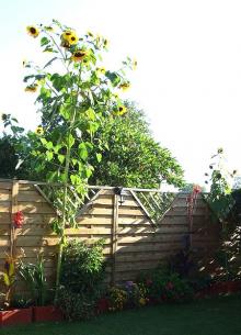 Gigantyczny słonecznik wyrósł w ogrodzie