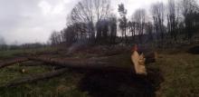 Kontrowersyjna wycinka drzew w Bukowcu