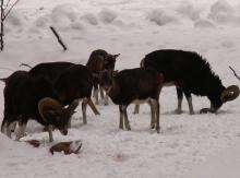Czeskie muflony w Karkonoszach