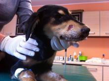 Jeden z psów był poparzony środkiem żrącym. Drugi znajdował się w stanie agonalnym. Fot. DIOZ
