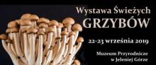  31. WYSTAWA ŚWIEŻYCH GRZYBÓW w Muzeum Przyrodniczym